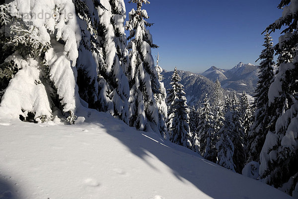 Verschneite Tannen mit Allgäuer Alpen  Oberjoch  Bayern  Deutschland