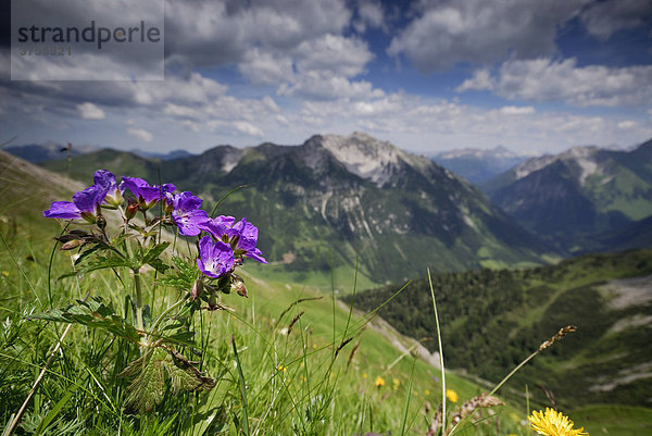 Storchschnabel (Geranium) mit Lechtaler Alpen  Tirol  Österreich