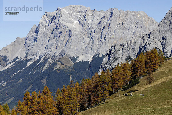 Zugspitze mit Lärchen (Larix)  Ehrwald  Tirol  Östereich