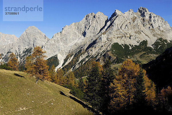 Mieminger Berge mit Lärchen (Larix)  Ehrwald  Tirol  Östereich