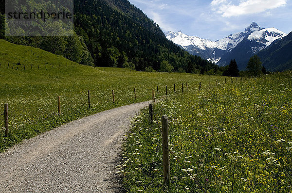 Weg mit Frühlingswiese und Allgäuer Alpen  Gerstruben  Oberallgäu  Bayern  Deutschland