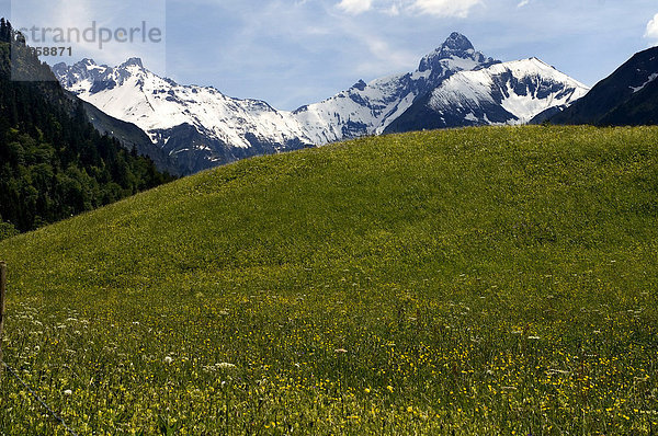 Frühlingswiese mit Allgäuer Alpen  Gerstruben  Oberallgäu  Bayern  Deutschland