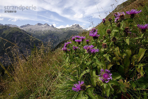 Berg-Flockenblume (Centaurea montana) auf Bergwiese mit Allgäuer Alpen  Holzgau  Tirol  Österreich