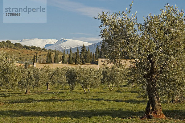 Blick auf die Sierra Nevada von der Alhambra  Granada  Andalusien  Spanien