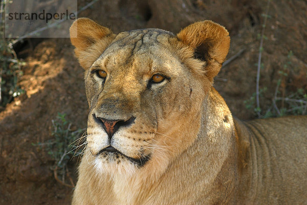 Löwe (Panthera leo) im größten Tierpark Italiens  Fasano  Apulien  Süditalien  Italien