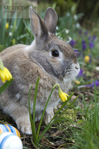 Kaninchen mit Ostereiern und Narzissen