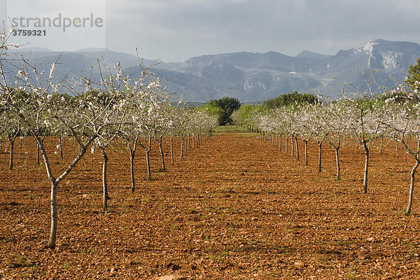 Mandelblüte (Prunus dulcis  Prunus amygdalus) bei Binissalem  Mallorca  Balearen  Spanien