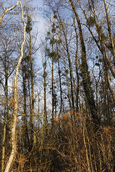 Weißbeerige Misteln (Viscum album) und Efeuranken (Hedera) auf Baumstämmen eines herbstlichen Auenwaldes