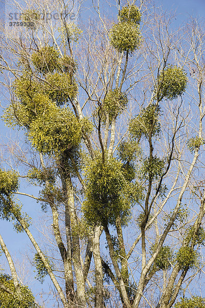 Weißbeerige Misteln (Viscum album) auf einer alten Silber-Weide (Salix alba)