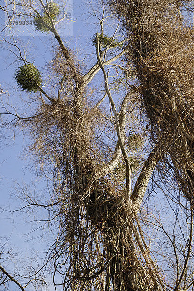 Von gemeinen Waldreben (Clematis vitalba)  umschlungene Silber-Weiden (Salix alba) mit aufsitzenden Weißbeerigen Misteln (Viscum album)