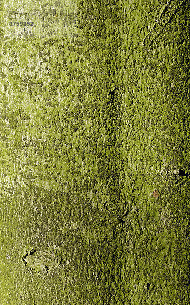 Von aufsitzenden Algen grün gefärbte Borke einer Rotbuche (Fagus sylvatica)