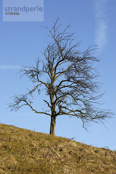 Alter Birnbaum (Pyrus)