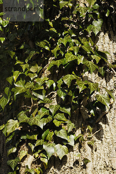 Efeuranken (Hedera helix) auf Baumborke