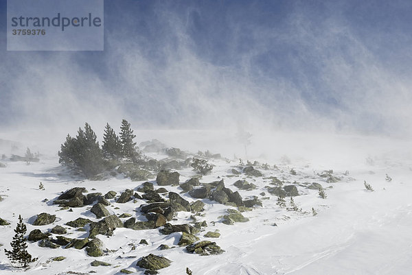 Orkanböhen tragen die Neuschneedecke an einem mit Zirben bewachsenen Berghang ab  Glungezer Tirol Österreich