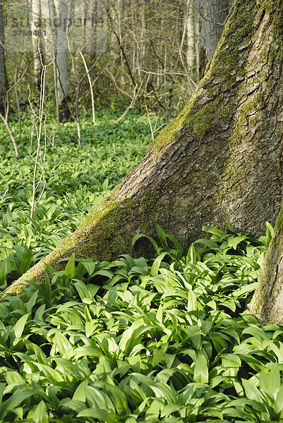 Bärlauch (Allium ursinum) wächst zwischen den Wurzeln eines Ahornbaums  Kaltenaue bei Bad Feilnbach  Bayern  Deutschland  Europa