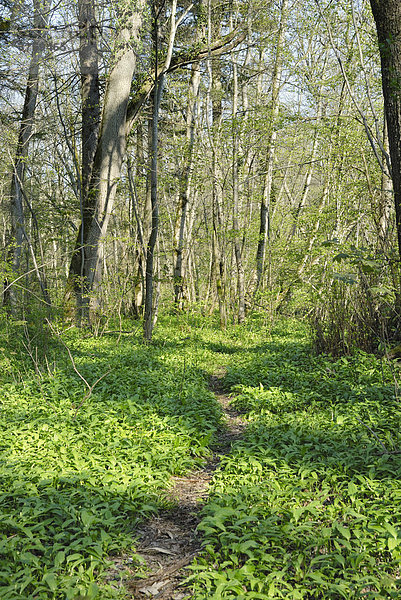 Waldpfad durch mit Blättern von Bärlauch (Allium ursinum) bedeckten Waldboden  Voralpenland  Bayern Deutschland  Europa
