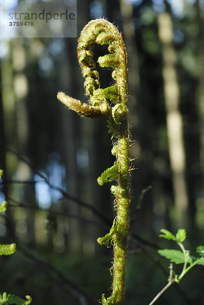 Frisch ausgetriebenes Blatt eines Wurmfarns (Dryopteris filix mas)