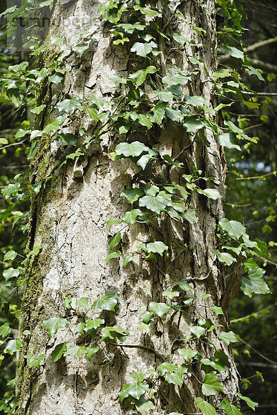 Efeuranken (Hedera helix) klettern einen Ahornstamm (Acer pseudoplatanus) hoch