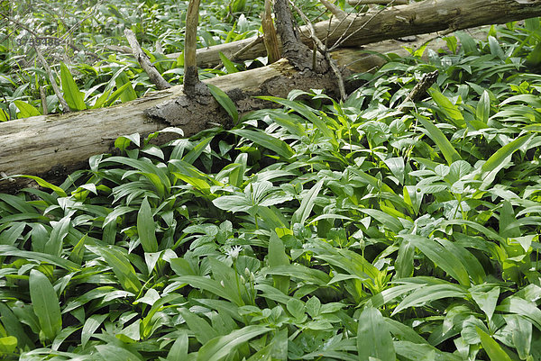 Bärlauch (Allium ursinum) wächst zwischen umgestürzten Baumstämmen