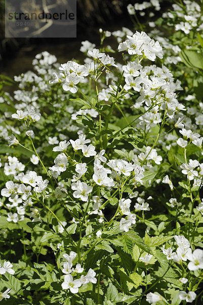 Weiße Blüten der Gewürzpflanze und Heilpflanze Gemeine Brunnenkresse (Nasturtium officinale  Nasturtium microphyllum)