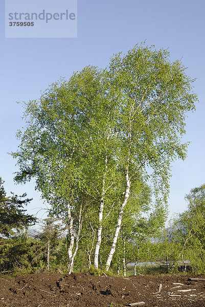 Von Wind gebeugte Baumgruppe von Birken (Betula pubescens) mit frischen Blättern in Moorlandschaft  Raubling  Bayern Deutschland  Europa