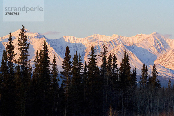 St. Elias Bergkette  Fichten  Yukon Territory  Kanada  Nordamerika