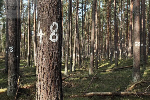 Nummerierte Bäume im Darßwald  Forstwirtschaft am Darß  Nationalpark Vorpommersche Boddenlandschaft  Mecklenburg-Vorpommern  Deutschland  Europa