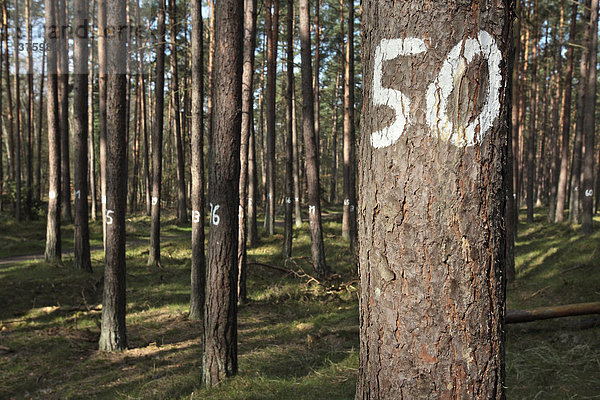 Nummerierte Bäume im Darßwald  Forstwirtschaft am Darß  Nationalpark Vorpommersche Boddenlandschaft  Mecklenburg-Vorpommern  Deutschland  Europa