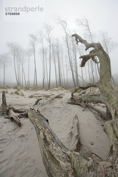 Windflüchter an der Ostseeküste  Weststrand Prerow  auf dem Darß  Nationalpark Vorpommersche Boddenlandschaft  Mecklenburg-Vorpommern  Deutschland  Europa