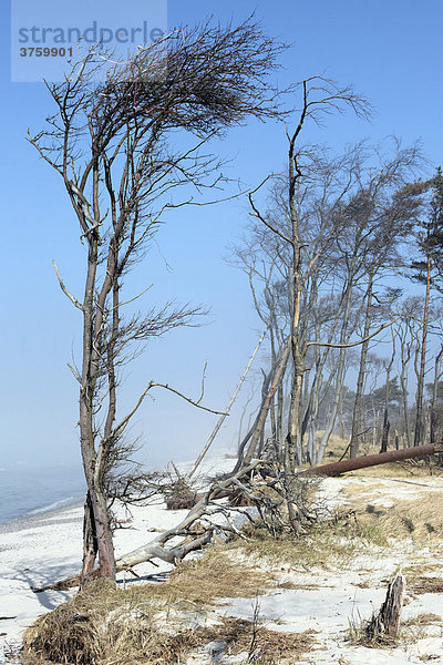 Windflüchter am Weststrand an der Ostseeküste bei Prerow auf dem Darß  Nationalpark Vorpommersche Boddenlandschaft  Mecklenburg-Vorpommern  Deutschland  Europa