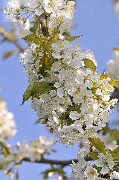 Blüten an einem Kirschbaum (Cerasus)