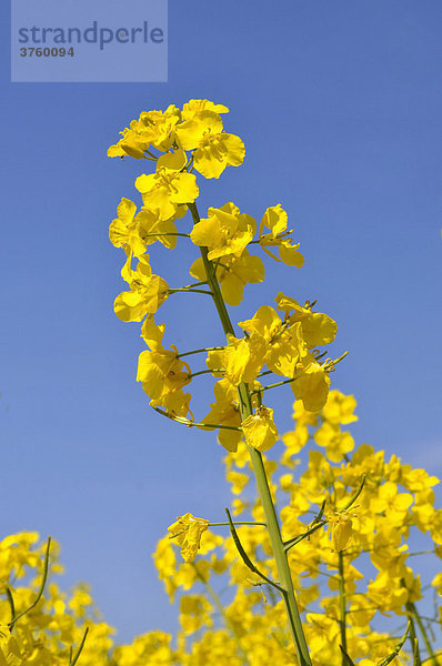 Blühender Raps (Brassica napus)