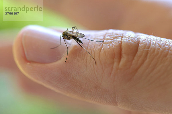 Gemeine Stechmücke (Culex pipiens) sitzt an einem Finger