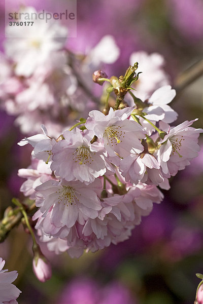 Blühende Winterkirsche  Frühlings-Kirsche  Higan-Kirsche (Prunus subhirtella)  Blüten