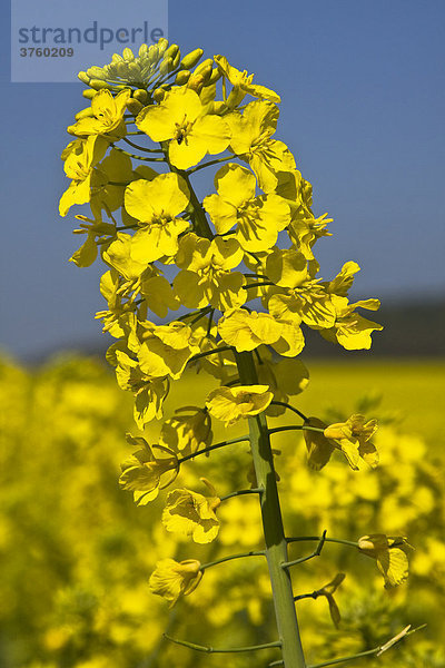 Blühende Rapspflanze im Rapsfeld  Raps (Brassica napus)  Schleswig-Holstein  Deutschland  Europa