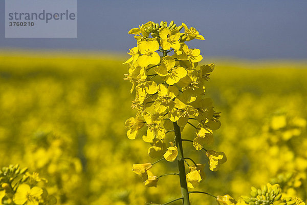 Blühende Rapspflanze im Rapsfeld  Raps (Brassica napus)  Schleswig-Holstein  Deutschland  Europa