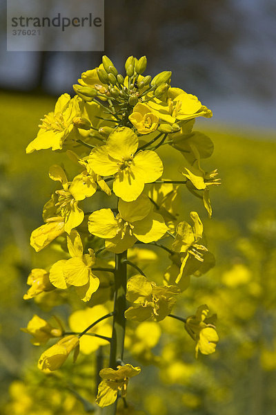 Blühende Rapspflanze im Rapsfeld  Raps (Brassica napus)  Schleswig-Holstein  Deutschland  Europa