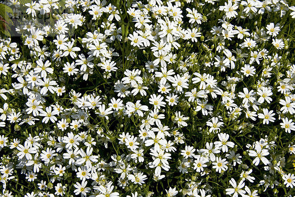 Blühende Große Sternmiere (Stellaria holostea)  Blüten  Wildpflanze  Wildblume  Schleswig-Holstein  Deutschland  Europa