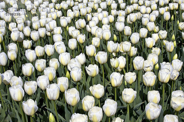 Blühende weiße Tulpen  Sorte Silent Peace (Tulipa Silent Peace)