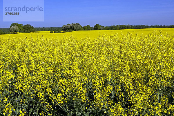 Blühender Raps (Brassica napus)  Landschaft im Mai mit gelben Rapsfeldern  Kreis Herzogtum Lauenburg  Schleswig-Holstein  Deutschland  Europa