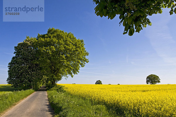 Frühlingslandschaft in Schleswig-Holstein im Mai mit gelben Rapsfeldern (Brassica napus) und Allee aus blühenden Rosskastanien (Aesculus hippocastanum) und Stieleichen (Quercus robur)  Kreis Herzogtum Lauenburg  Schleswig-Holstein  Deutschland  Europa