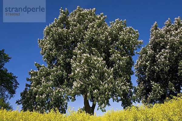 Blühende Rosskastanien (Aesculus hippocastanum) im Rapsfeld (Brassica napus)  Frühlingslandschaft im Mai  Kreis Herzogtum Lauenburg  Schleswig-Holstein  Deutschland  Europa