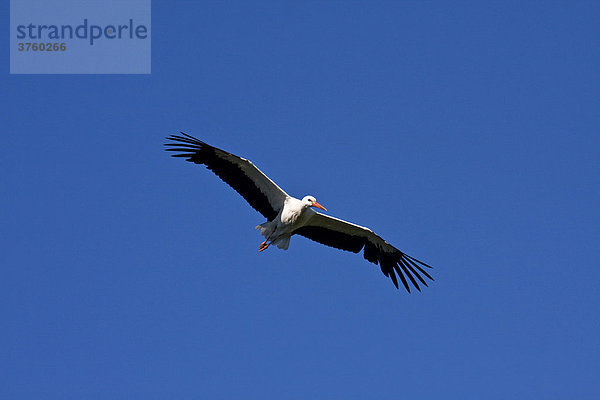 Fliegender Weißstorch  Storch  Adebar (Ciconia ciconia)