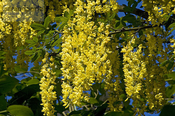 Blühender Goldregen  Voss Goldregen (Laburnum x watereri)  Giftpflanze