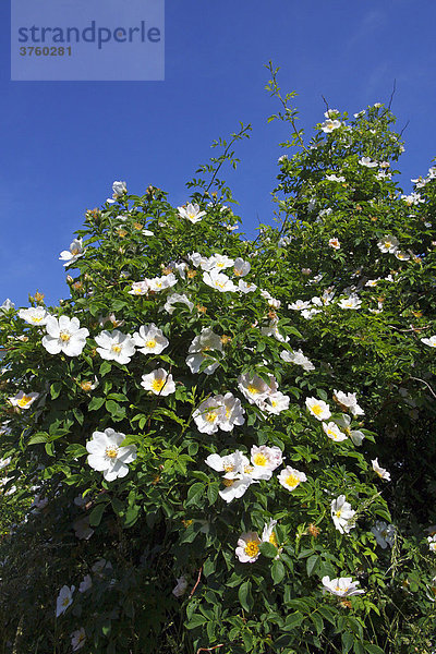 Blühende Heckenrose  Hundsrose  Hunds-Rose (Rosa canina)  Wildrose  Duftrose