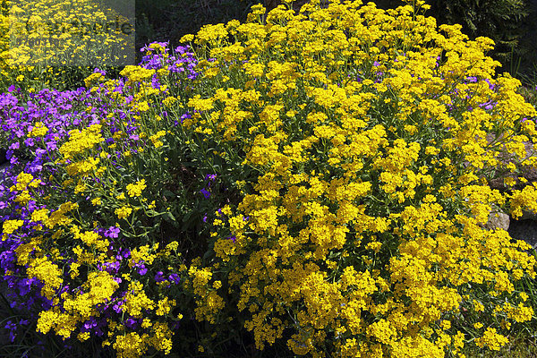 Felsensteinkraut  Steinkraut (Aurinia saxatilis) und Blaukissen  Aubretie (Aubrieta-Hybride)  Polsterstauden (Aubrieta cultorum)  Schleswig-Holstein  Deutschland  Europa