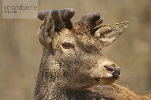 Rothirsch (Cervus elaphus)  Lüerwald  Nordrhein-Westfalen  Deutschland  Europa