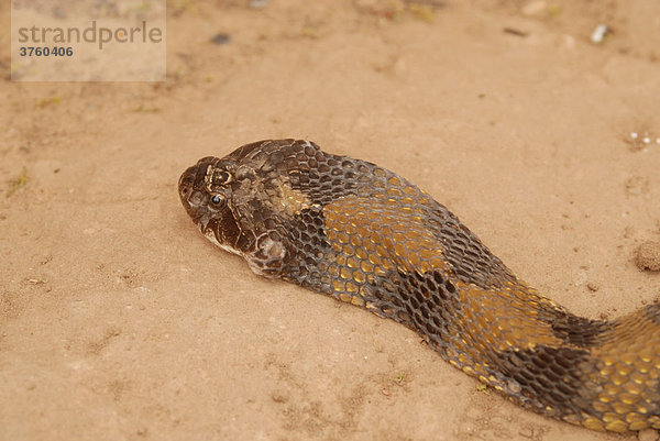 Schlangenkopf  Porträt einer falschen Lanzenotter (Xenodon neuwiedii)  Gran Chaco  Paraguay  Südamerika