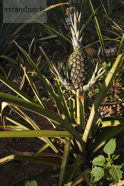 Ananasfrucht (Ananas comosus) auf Feld  San Pedro  Paraguay  Südamerika