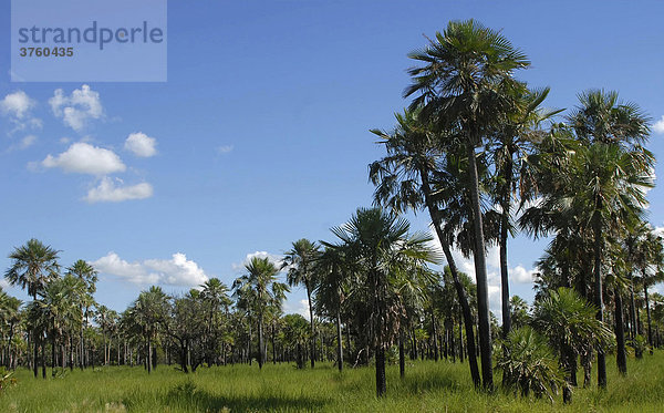 Palmensavanne im Naturschutzgebiet  Laguna Blanca  Provinz Formosa  Argentinien  Südamerika